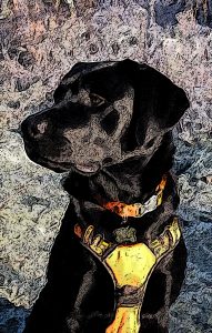 Modern Dog Training